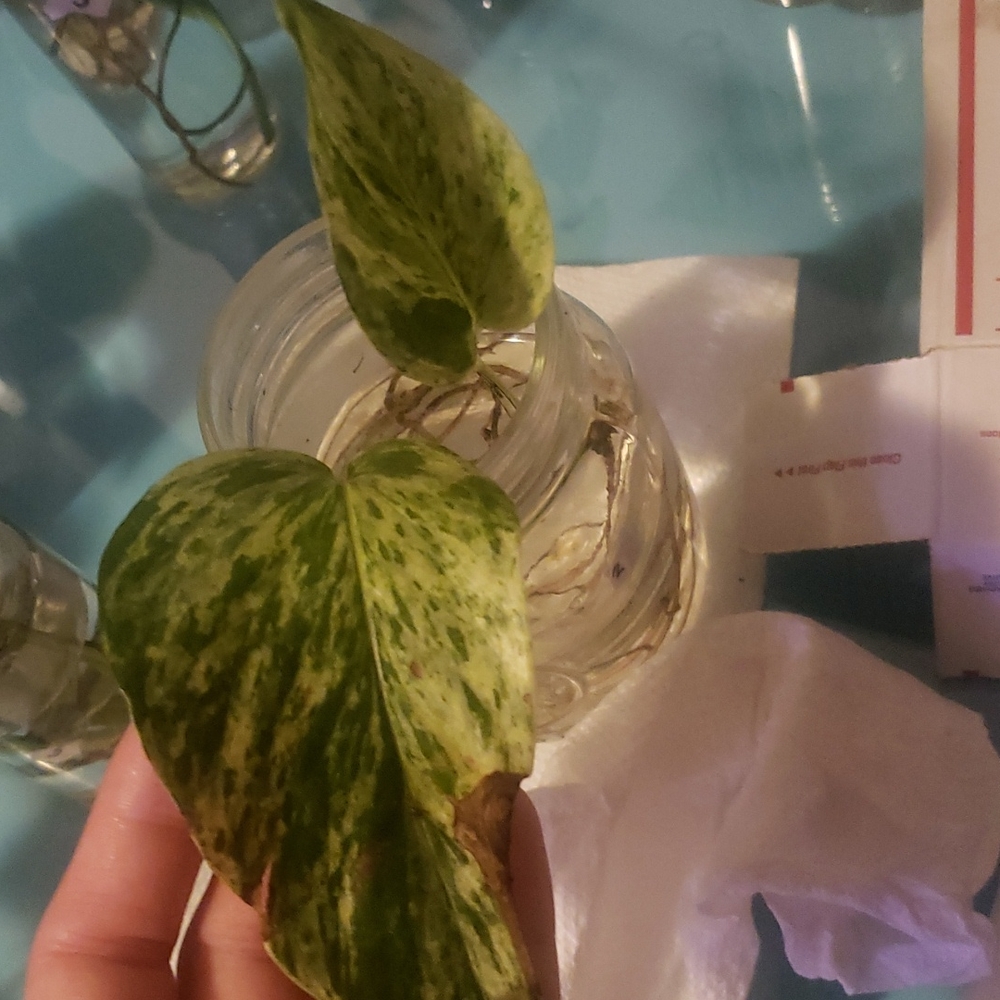 Marble queen cuttings